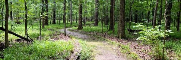 Waldweg mit Kräutern