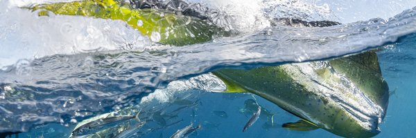 Große Goldmakrele die gerade ins Meer eintaucht