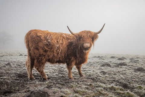 Ein Hochlandrind auf einer nebeligen Wiese 