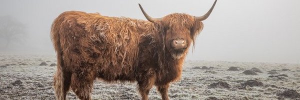 Ein Hochlandrind auf einer nebeligen Wiese 