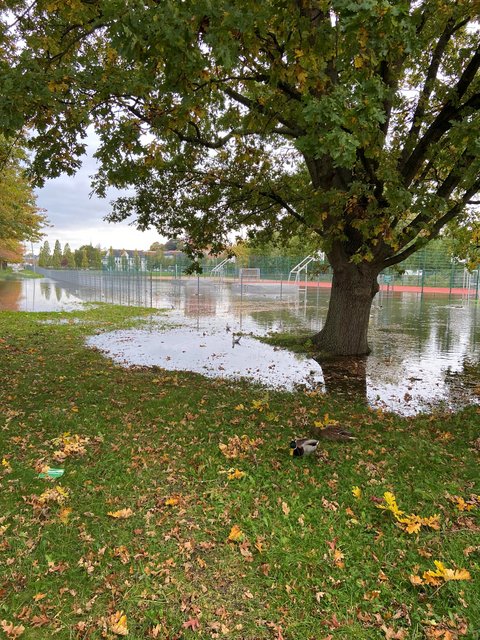 Hochwasser an der Schlei Königswiesen