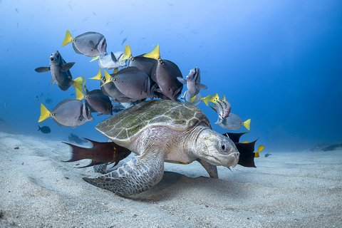 Ein Bastardschildkröte wird von mehreren Fischen im Meer umringt