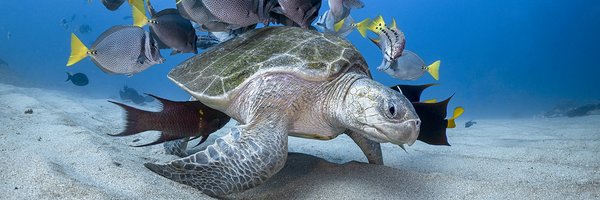 Ein Bastardschildkröte wird von mehreren Fischen im Meer umringt