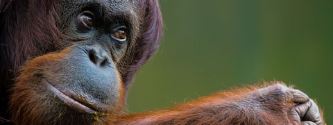Gesicht eines Orang-Utan