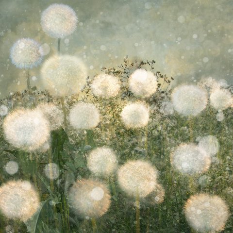 Pusteblumen der Fotografin Saskia Boelsums