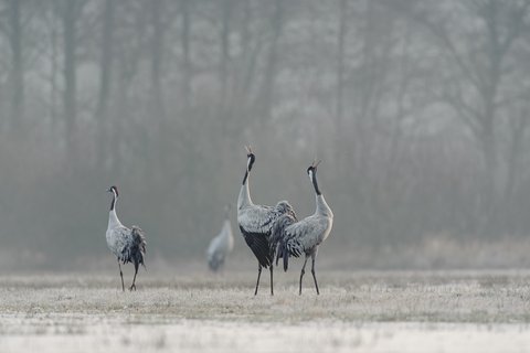 Mehrere Kraniche auf einer Wiese, die ihre Schnäbel hochstrecken.