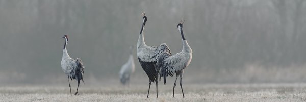Mehrere Kraniche auf einer Wiese, die ihre Schnäbel hochstrecken.